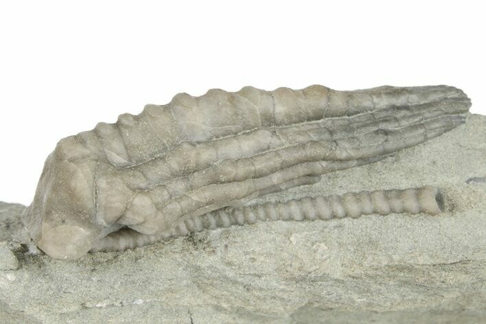 Fossil Crinoid (Scytalocrinus) - Crawfordsville, Indiana #198744